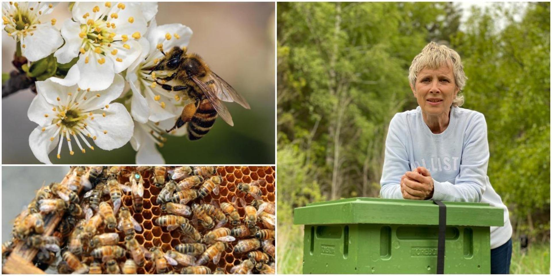 Lillemor Bulukin, ordförande Södra Inlands biodlareförening väntar på att värmen ska komma så att bina kan börja arbeta ordentligt.
