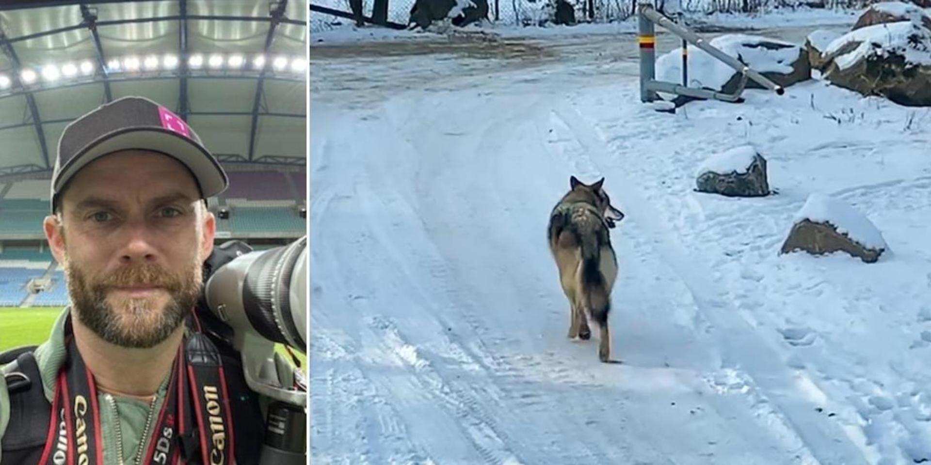 Michael Erichsen, fotograf från Kungälv, stötte på en varg på väg till jobbet i Bohus på onsdagsmorgonen.