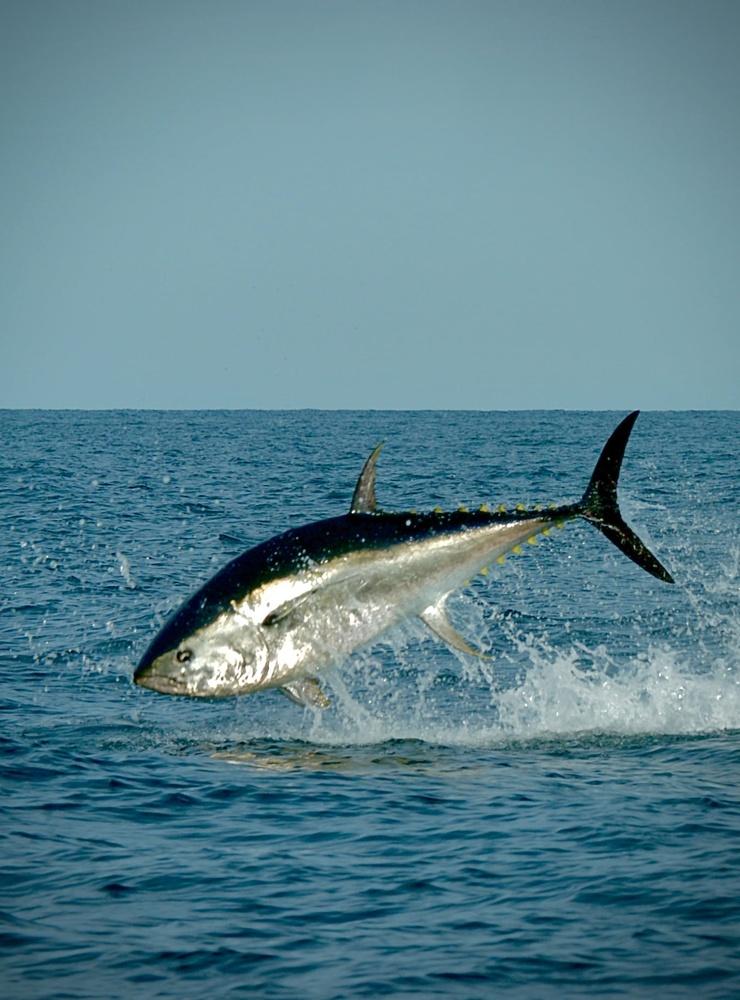 Den blåfenade tonfisken syns ofta hoppa ovanför vattenytan.