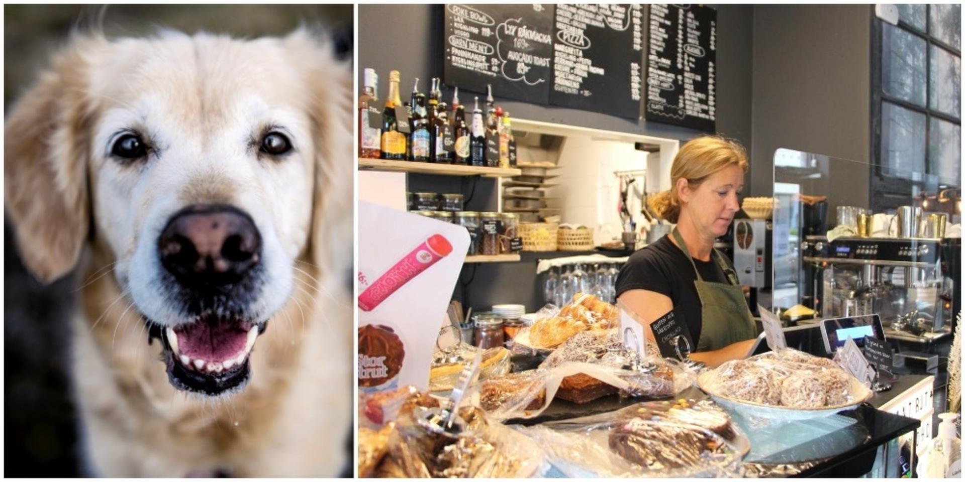 Kungälvs-Posten listar ett urval av caféer och restauranger som tillåter eller delvis tillåter hundar.