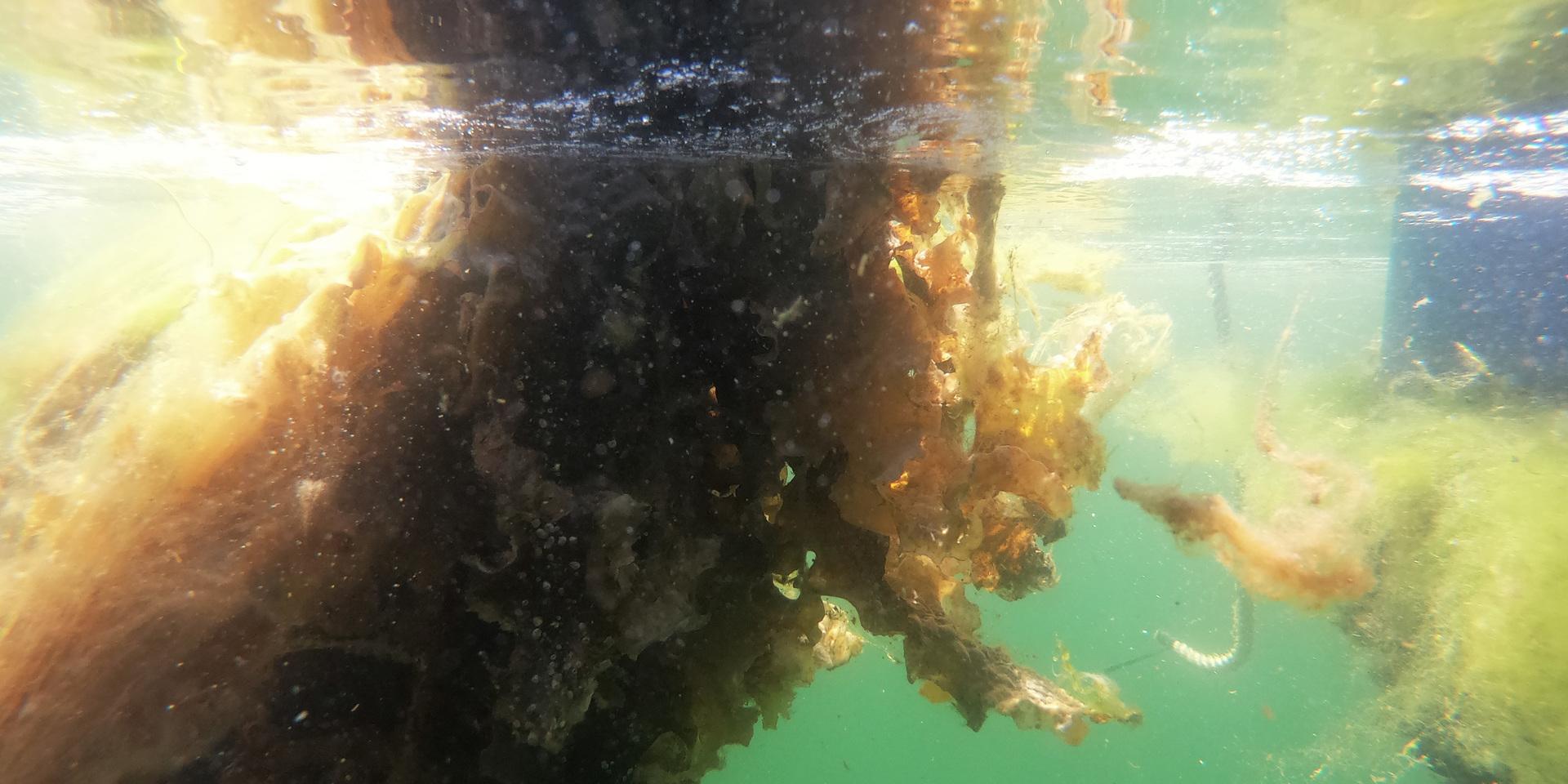 Så kan en tångodling se ut. Bilden är tagen från Sveriges första marina kolonilott på Tjärnö utanför Strömstad. Där odlas det olika sorters tång och alger.