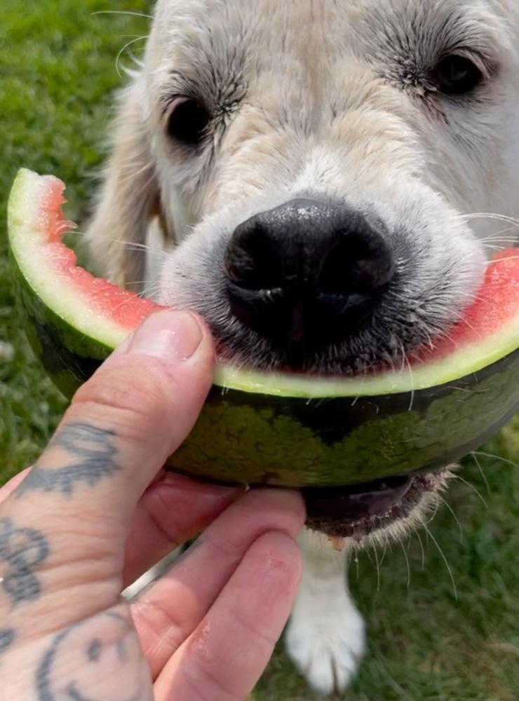 Här kommer en go sommarbild. Bilden föreställer våran hund Sammi som svalkar sig i värmen med lite kall vattenmelon. Bild: Mattias Andersson