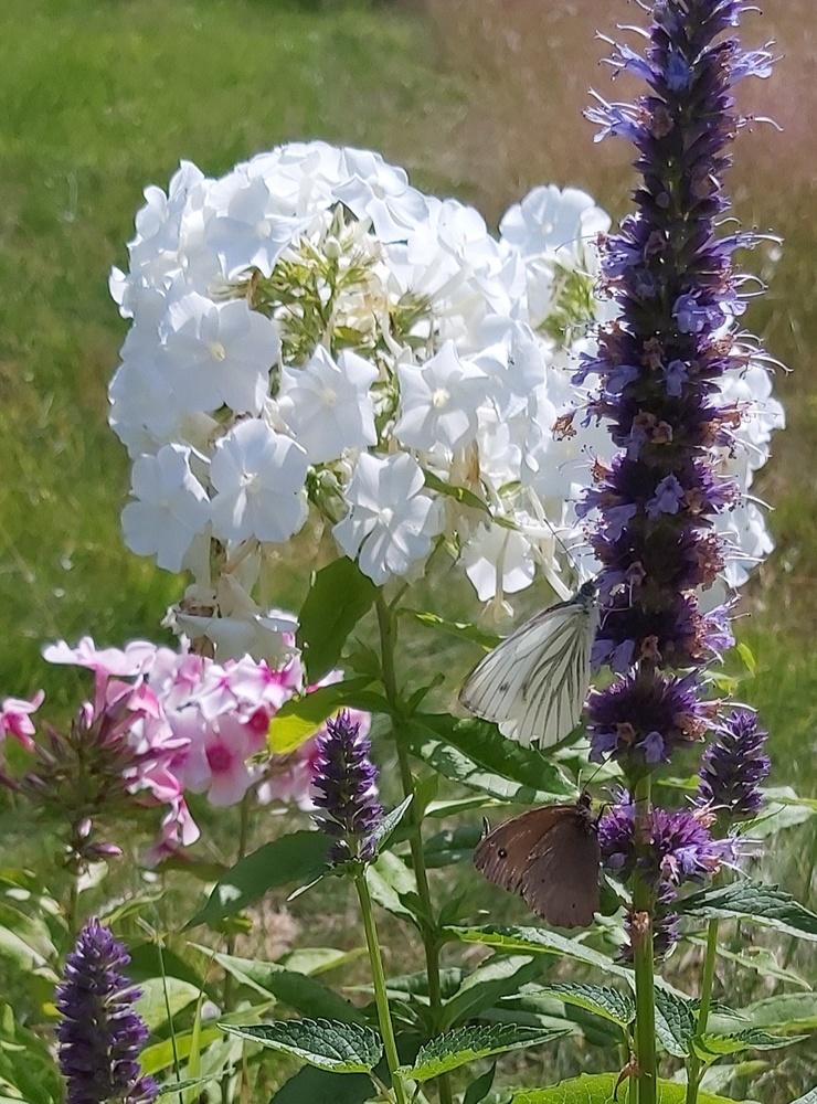 Fjärilarna njuter av Anisörtens nektar i Målardalen den 20 juli. Bild: Stina Larsson