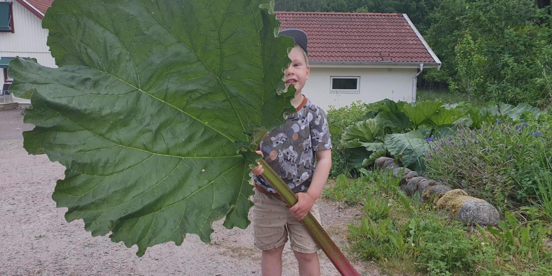 Martin Åberg vann förra årets tävling med bilden av 4-årige Jonathan som pallade rabarber hos grannen i Skårby Mosse. FOTO: Martin Åberg
