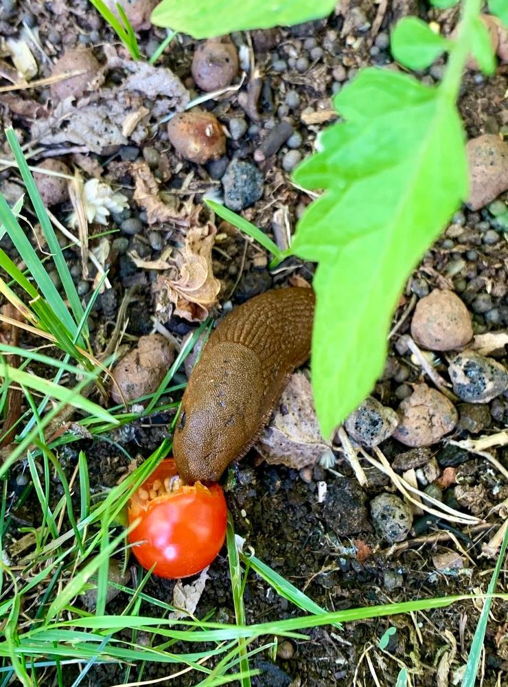 Tomatgodis för en mördarsnigel! I min trädgård på Koön den 2 augusti. Bild: Linnea Malmquist 