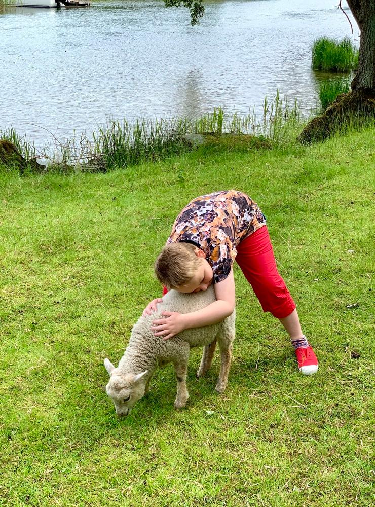 Lowe Sander ger fåren lite extra kärlek vid fästningspaken i juli 2021. Bild: mamma Lise-Lott Olausson