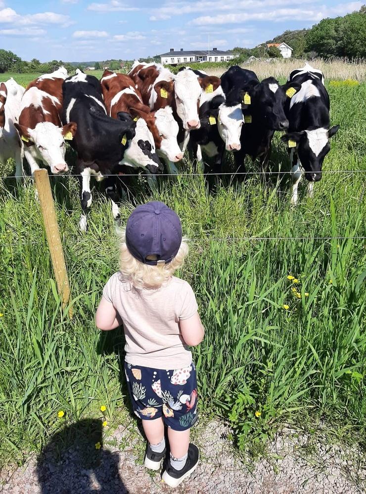 Harry tittar förundrat på korna som har kommit till Sundhammar i juni 2021Bild: Mariann Karlsson