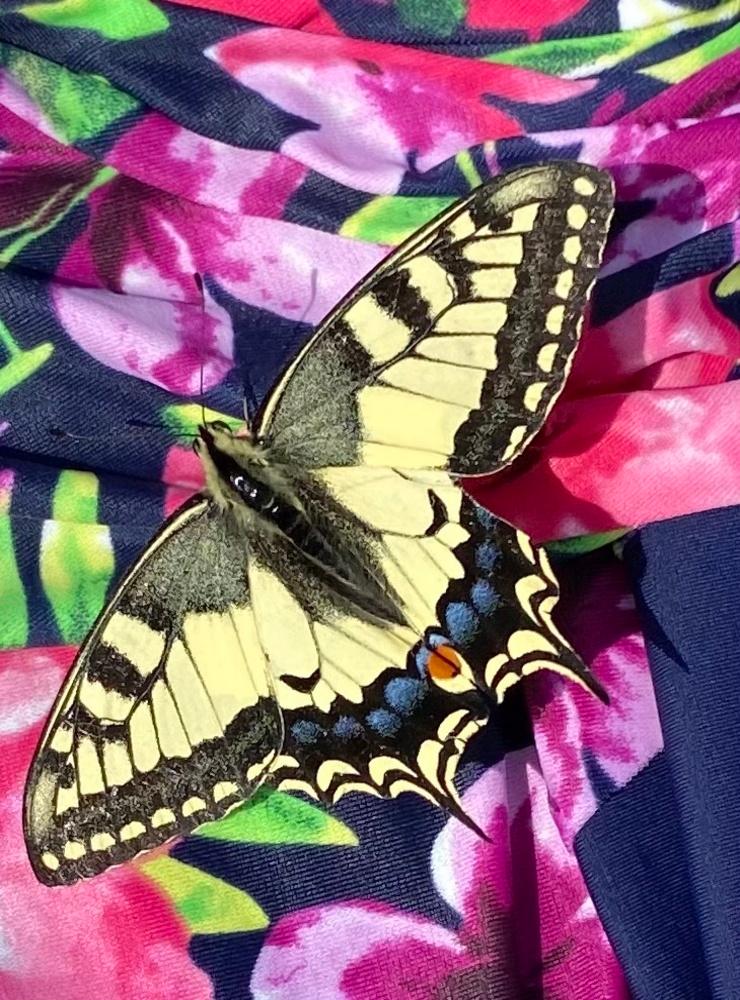 En vacker och stor fjäril som trodde blommorna på min baddräkt på tork var en mumsig lunch. Bild: Helén Sandström