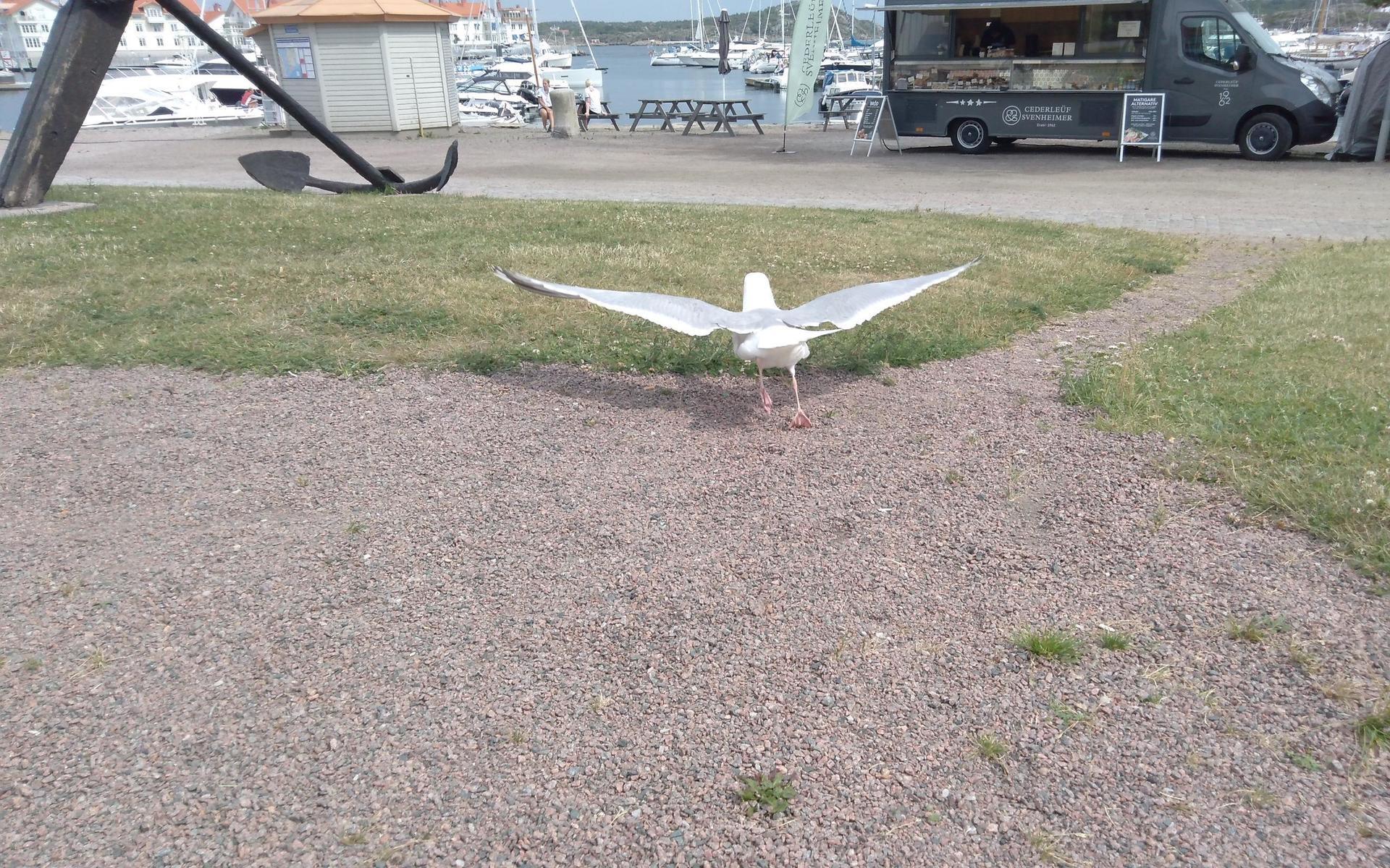 Se upp på ön. En av Marstrandsön vita örnar på väg att lyfta, fulltankad... Bild: Svenåke Svensson turist från Kungälv på Marstrandsön 2 juli.