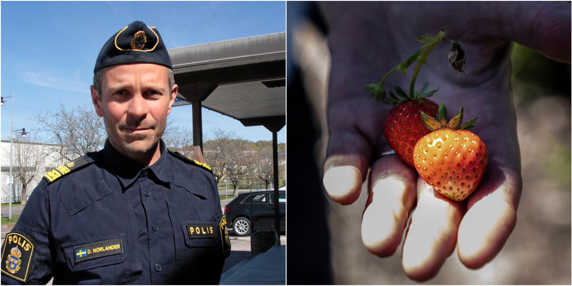 Stort polistillslag mot olaglig jordgubbsförsäljning
