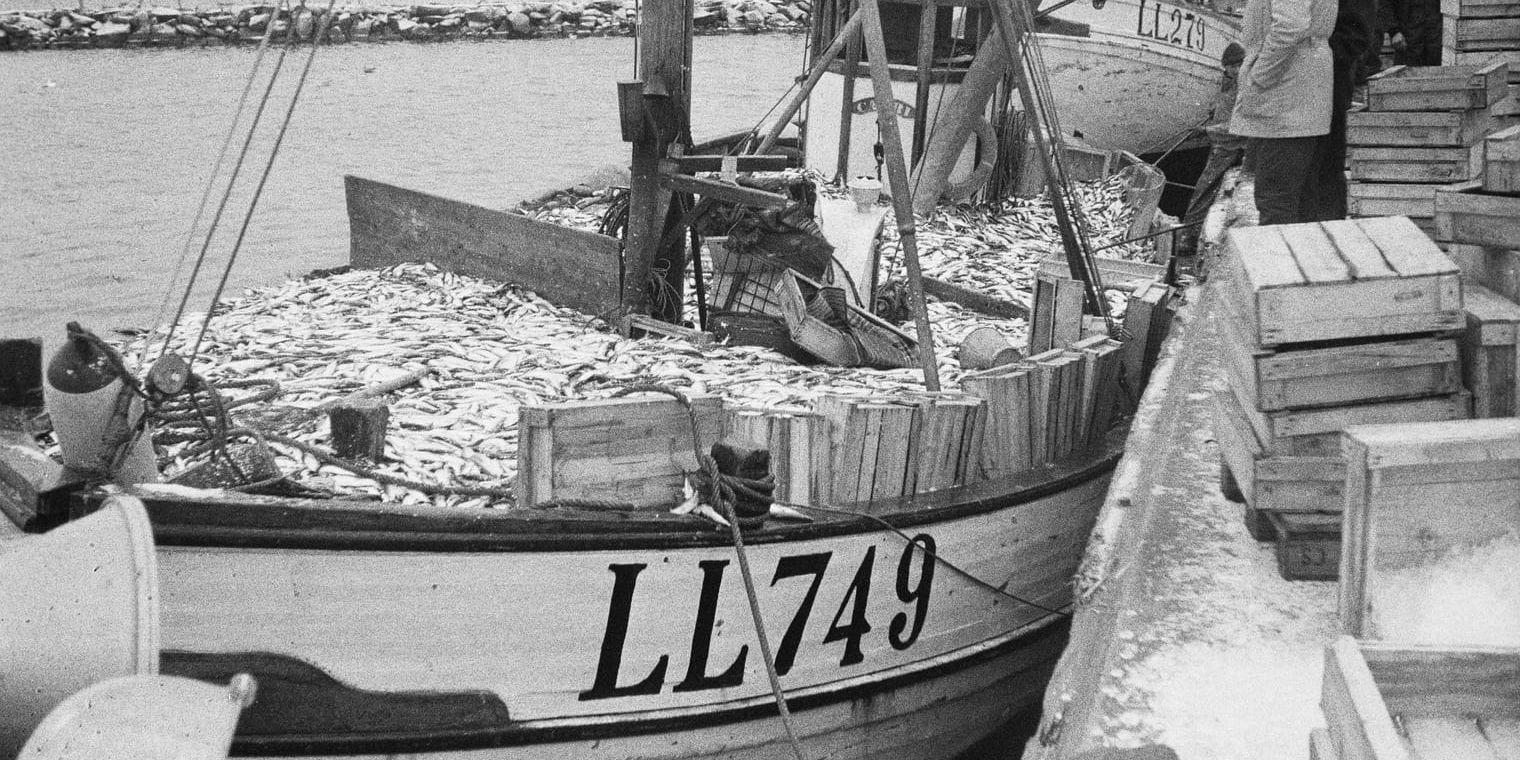 Sillfiske i Lysekil 1970.