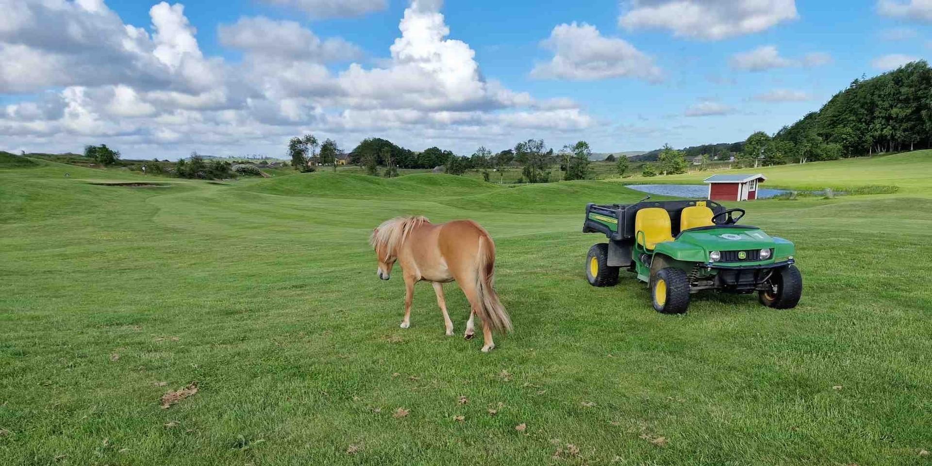 Polisen fick under måndagsförmiddagen in ett samtal om en lös häst på golfbanan i Kode.