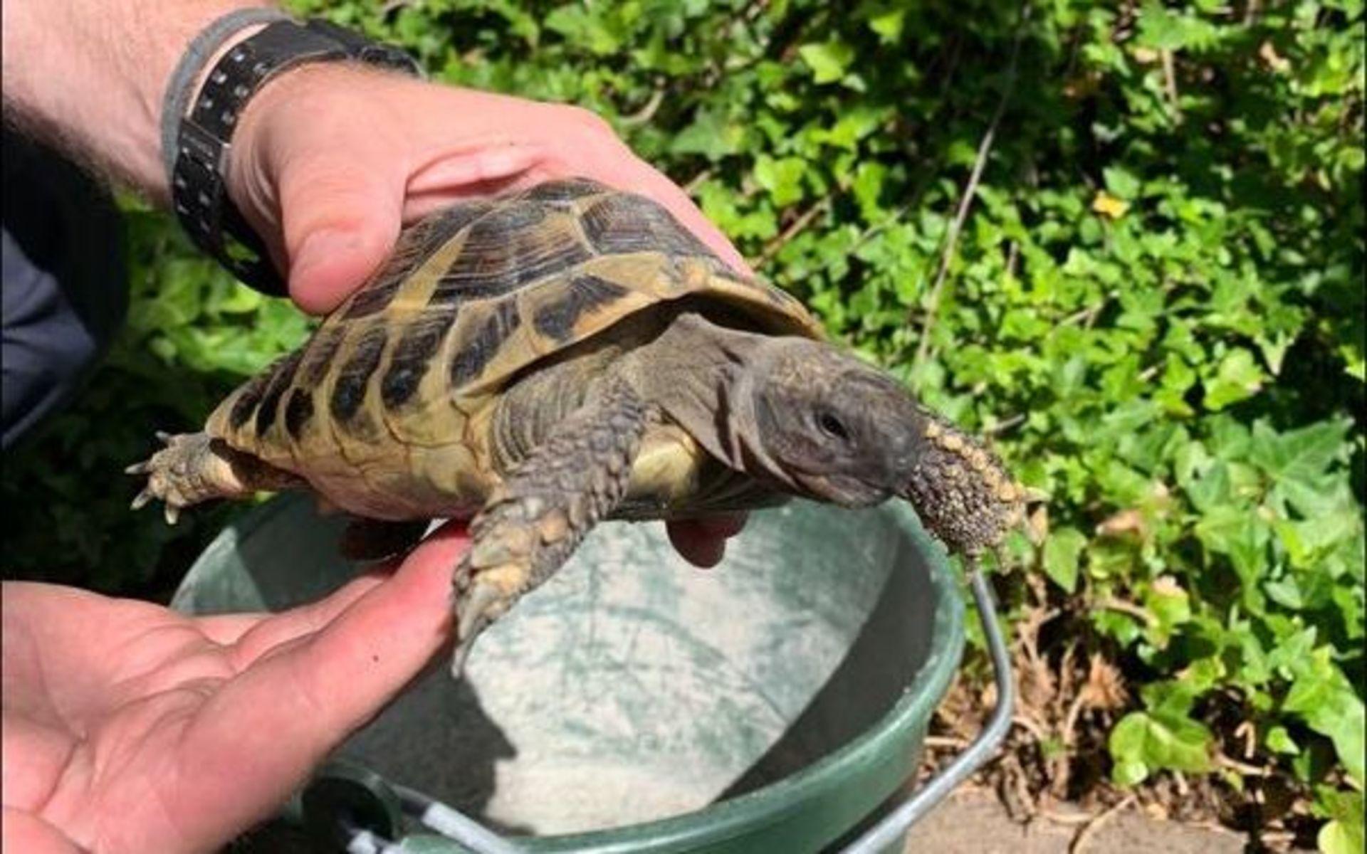 Sköldpaddan, som då var okänd, hittades vid ett markarbete och togs omhand av personal på platsen och senare polisen. 
