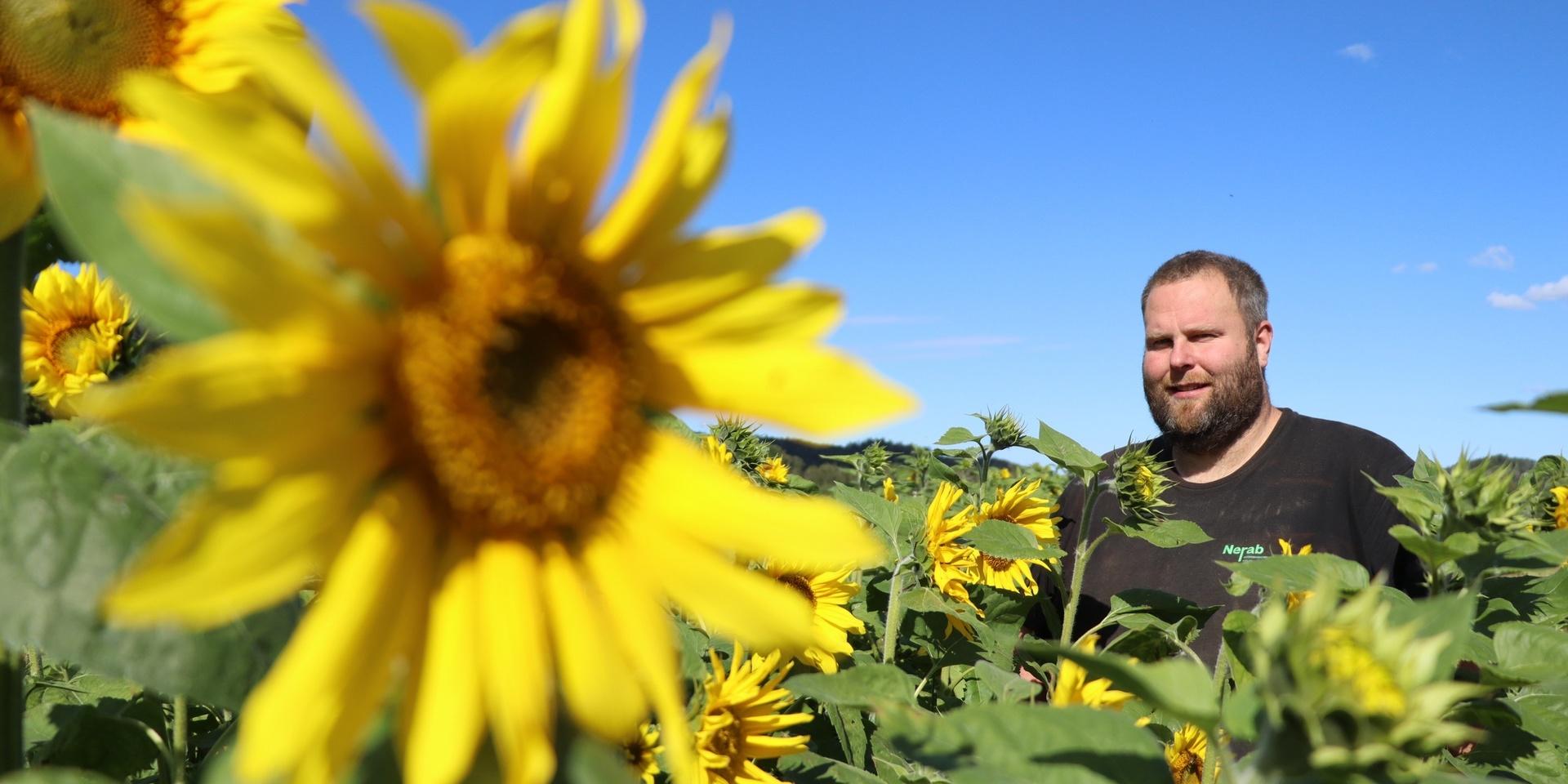 Niklas Gustavsson har odlat nya solrosor för självplock till förmån för Barncancerfonden.